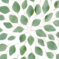 Abstract pattern/texture with green leaves eucalyptus populus isolated on white background. Flat lay, top view