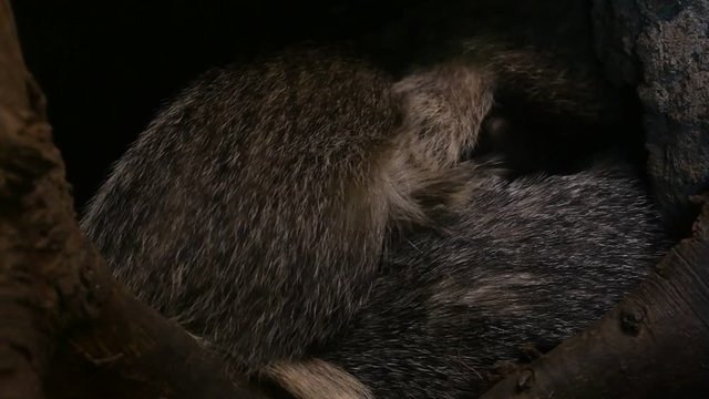 European badger (Meles meles) entering den / sett / burrow with sleeping badgers