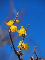 咲き始めたロウバイの花と青空