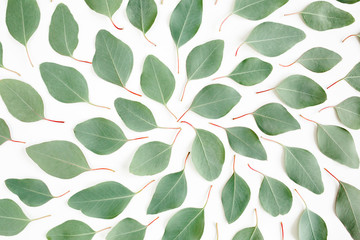 Abstract pattern/texture with green leaves eucalyptus populus isolated on white background. Flat lay, top view