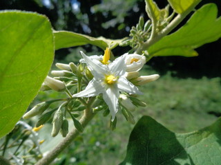 Solanum torvum or commonly called pokak eggplant and flowers. the smallest eggplant