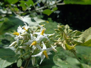 Solanum torvum or commonly called pokak eggplant and flowers. the smallest eggplant