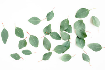 pattern texture with green leaves eucalyptus populus  isolated on white background. lay flat, top view