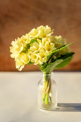 Easter concept. Bouquet of Primrose Primula with yellow flowers in glass vase on wooden backdrop. Inspirational natural floral spring or summer blooming background. Copy space.