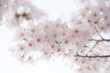 瑞々しい桜の花 クロースアップ 半逆光 ソメイヨシノ 桜2016_01s_00765_DSC_8200