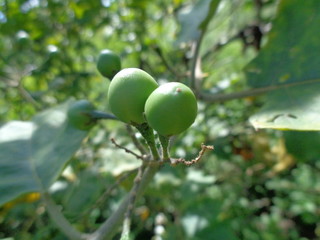 Solanum torvum or commonly called pokak eggplant and flowers. the smallest eggplant