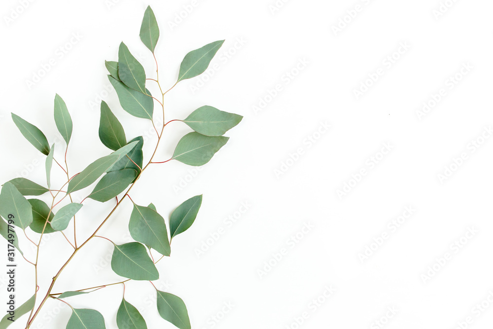 Wall mural Eucalyptus branch isolated on white background. Flat lay, top view. floral concept