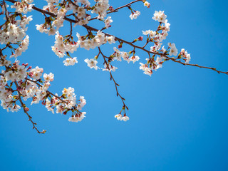 山梨県 勝沼ぶどう郷の甚六桜