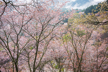 Obraz na płótnie Canvas 満開の山桜