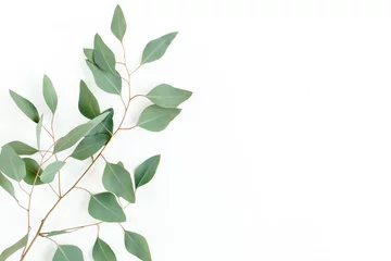 Foto op Plexiglas Eucalyptus branch isolated on white background. Flat lay, top view. floral concept © K.Decor