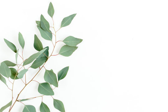 Eucalyptus branch isolated on white background. Flat lay, top view. floral concept