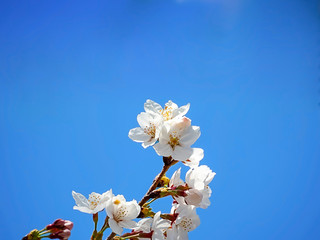 山梨県 勝沼ぶどう郷の甚六桜