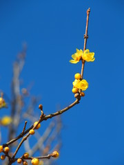 咲き始めたロウバイの花と青空