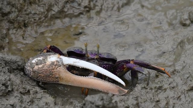 West African fiddler crab (Uca tangeri / Gelasimus cimatodus / Gelasimus tangeri) male with huge claw on muddy beach, native to coast of West Africa