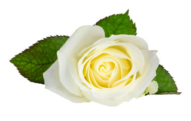 Beautiful white Rose (Rosaceae) isolated on white background, including clipping path and without shadow.