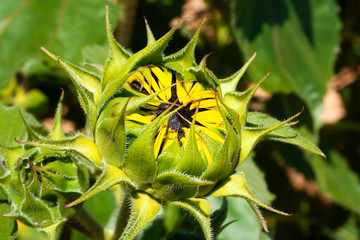 Bud of a sunflower in bright and warm sunlight.