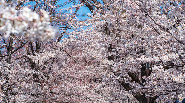 勝沼ぶどう郷 のストック写真 ロイヤリティフリーの画像 ベクター イラスト Adobe Stock