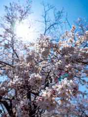 山梨県 勝沼ぶどう郷の甚六桜