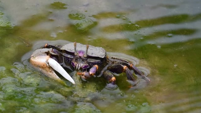West African fiddler crab (Uca tangeri / Gelasimus cimatodus / Gelasimus tangeri) male with huge claw eating seaweed on beach