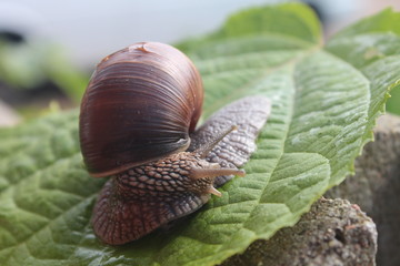 Helix pomatia closeup, on a green leaf - edible snail