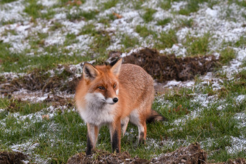 red fox in winterly landscape