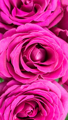 wall of fuchsia rosebuds top view