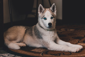 Portrait of a Husky puppy at home.