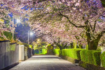 Shizuoka, Japan Springtime at Taiseki Temple