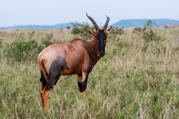 water buck in its natural habitat