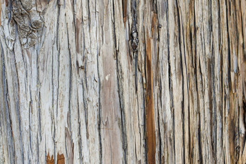 Fototapeta premium Close up texture of a tree. Wooden background