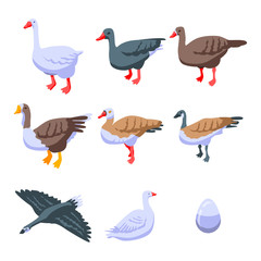 Goose icons set. Isometric set of goose vector icons for web design isolated on white background
