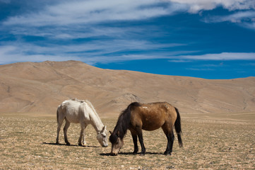 Wild horses at Himalaya mountains landscape. India, Ladakh, altitude 4600m