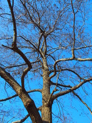 榛の木の枯れ木と冬の青空