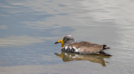 A white-crowned lapwing at the water in the Kruger National Park in South Africa image in horizontal format