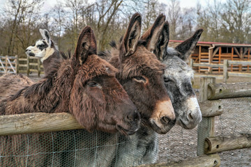 Obraz premium ânes dans un parc animalier