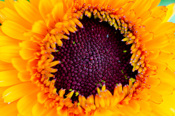 Yellow pollen blurred with blurred patterned background