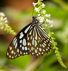 Blue Tiger Butterfly (Tirumala limniace) feeding on a white flower