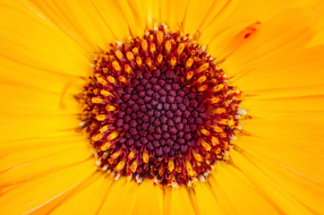 Yellow pollen blurred with blurred patterned background
