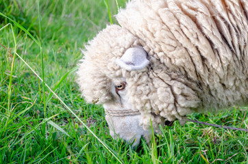 Sheep eating grass