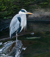 Grey Heron