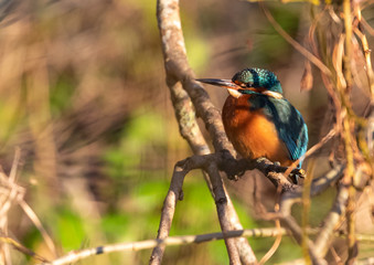 Common Kingfisher