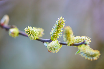 frühling erwachen