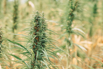 Hemp plant with seeds for oil on field