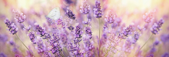 Selective focus on white butterfly on lavender, beautiful nature in my flower garden - obrazy, fototapety, plakaty