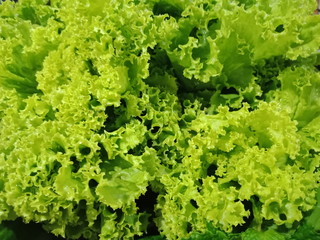 fresh green lettuce in the garden