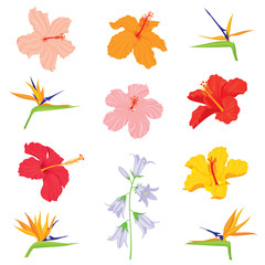 Vector set of various, exotic, realistic, detailed tropical flower buds: bellflower, hibiscus, strelitzia in color, isolated, on white background.