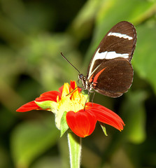 butterfly on flower