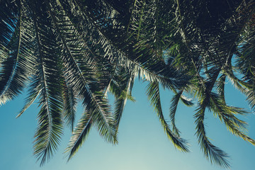 Naklejka premium Palm tree lush leafs background