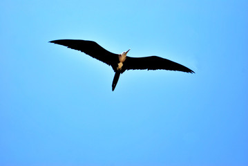 Isla Contoy is a declared area of Nature Reserve and National Wildlife Refuge