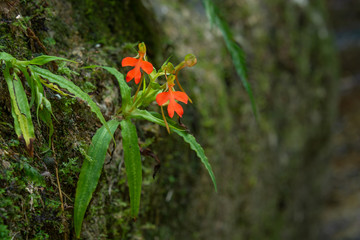 orange Habenaria rhodocheila hance wild orchid at waterfall in Thailand